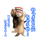 フェレズスタンプ④ 方言編（個別スタンプ：15）