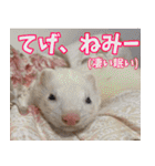 フェレズスタンプ④ 方言編（個別スタンプ：18）