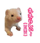 フェレズスタンプ④ 方言編（個別スタンプ：20）