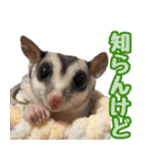 フェレズスタンプ④ 方言編（個別スタンプ：26）