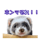 フェレズスタンプ④ 方言編（個別スタンプ：28）