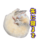 フェレズスタンプ④ 方言編（個別スタンプ：29）