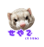 フェレズスタンプ④ 方言編（個別スタンプ：32）