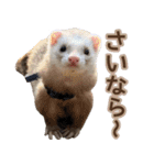 フェレズスタンプ④ 方言編（個別スタンプ：34）
