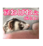 フェレズスタンプ④ 方言編（個別スタンプ：36）