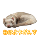 フェレズスタンプ④ 方言編（個別スタンプ：37）