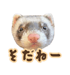 フェレズスタンプ④ 方言編（個別スタンプ：39）