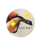 ヤモリとカエル⭐️（個別スタンプ：2）