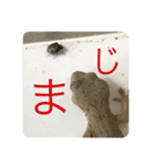 ヤモリとカエル⭐️（個別スタンプ：5）