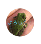 ヤモリとカエル⭐️（個別スタンプ：9）