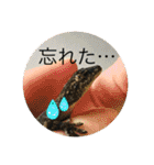 ヤモリとカエル⭐️（個別スタンプ：10）