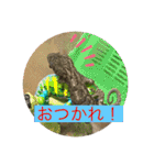 ヤモリとカエル⭐️（個別スタンプ：11）