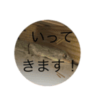 ヤモリとカエル⭐️（個別スタンプ：14）