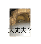 ヤモリとカエル⭐️（個別スタンプ：20）