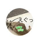 ヤモリとカエル⭐️（個別スタンプ：22）