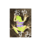 ヤモリとカエル⭐️（個別スタンプ：23）