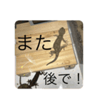 ヤモリとカエル⭐️（個別スタンプ：24）