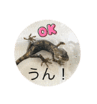 ヤモリとカエル⭐️（個別スタンプ：27）