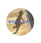 ヤモリとカエル⭐️（個別スタンプ：28）