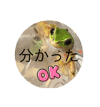 ヤモリとカエル⭐️（個別スタンプ：29）