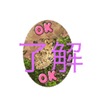 ヤモリとカエル⭐️（個別スタンプ：30）