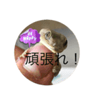 ヤモリとカエル⭐️（個別スタンプ：31）