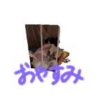 らきのきらきらスタンプあいさつ（個別スタンプ：9）