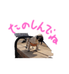 らきのきらきらスタンプあいさつ（個別スタンプ：12）