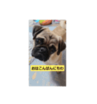 らきのきらきらスタンプあいさつ（個別スタンプ：21）