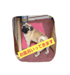 らきのきらきらスタンプあいさつ（個別スタンプ：22）