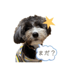 ぼくは、ジジ（個別スタンプ：15）