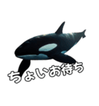 ⚫シャチ～海のギャングの逆襲～（個別スタンプ：2）