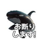 ⚫シャチ～海のギャングの逆襲～（個別スタンプ：39）