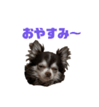 チワワのめんまのスタンプ（個別スタンプ：1）