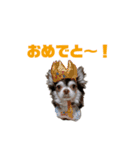 チワワのめんまのスタンプ（個別スタンプ：14）