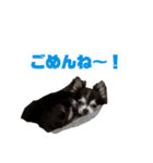 チワワのめんまのスタンプ（個別スタンプ：20）