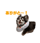 チワワのめんまのスタンプ（個別スタンプ：22）