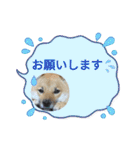 柴犬はな①（個別スタンプ：8）