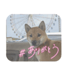 柴犬はな①（個別スタンプ：9）