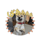 柴犬はな①（個別スタンプ：11）