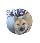 柴犬はな①（個別スタンプ：13）