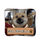 柴犬はな①（個別スタンプ：16）