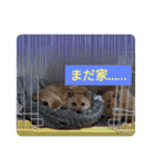 柴犬はな①（個別スタンプ：17）