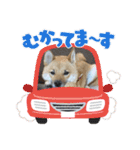 柴犬はな①（個別スタンプ：19）