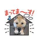 柴犬はな①（個別スタンプ：20）