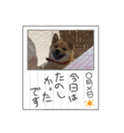 柴犬はな①（個別スタンプ：22）