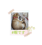 柴犬はな①（個別スタンプ：23）