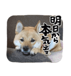 柴犬はな①（個別スタンプ：24）