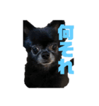 くぅにおまかせ（個別スタンプ：10）