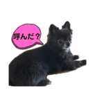 くぅにおまかせ（個別スタンプ：19）